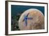 Blue Starfish (Linckia laevigata) adult, on Brain Coral (Platygyra lamellina), Alor Archipelago-Colin Marshall-Framed Photographic Print