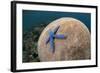 Blue Starfish (Linckia laevigata) adult, on Brain Coral (Platygyra lamellina), Alor Archipelago-Colin Marshall-Framed Photographic Print