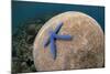 Blue Starfish (Linckia laevigata) adult, on Brain Coral (Platygyra lamellina), Alor Archipelago-Colin Marshall-Mounted Photographic Print