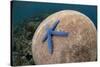 Blue Starfish (Linckia laevigata) adult, on Brain Coral (Platygyra lamellina), Alor Archipelago-Colin Marshall-Stretched Canvas