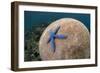 Blue Starfish (Linckia laevigata) adult, on Brain Coral (Platygyra lamellina), Alor Archipelago-Colin Marshall-Framed Photographic Print