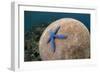 Blue Starfish (Linckia laevigata) adult, on Brain Coral (Platygyra lamellina), Alor Archipelago-Colin Marshall-Framed Photographic Print