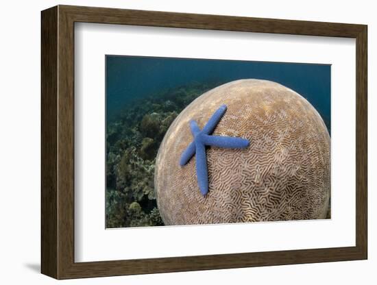 Blue Starfish (Linckia laevigata) adult, on Brain Coral (Platygyra lamellina), Alor Archipelago-Colin Marshall-Framed Photographic Print