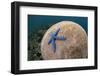 Blue Starfish (Linckia laevigata) adult, on Brain Coral (Platygyra lamellina), Alor Archipelago-Colin Marshall-Framed Photographic Print