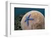 Blue Starfish (Linckia laevigata) adult, on Brain Coral (Platygyra lamellina), Alor Archipelago-Colin Marshall-Framed Photographic Print