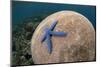 Blue Starfish (Linckia laevigata) adult, on Brain Coral (Platygyra lamellina), Alor Archipelago-Colin Marshall-Mounted Photographic Print