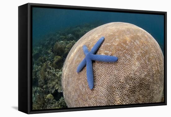 Blue Starfish (Linckia laevigata) adult, on Brain Coral (Platygyra lamellina), Alor Archipelago-Colin Marshall-Framed Stretched Canvas