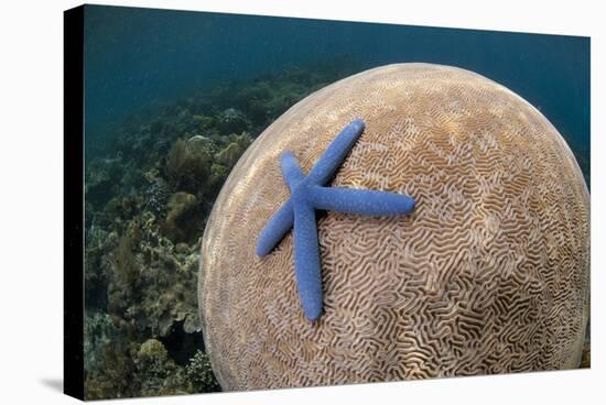 Blue Starfish (Linckia laevigata) adult, on Brain Coral (Platygyra lamellina), Alor Archipelago-Colin Marshall-Stretched Canvas