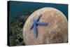 Blue Starfish (Linckia laevigata) adult, on Brain Coral (Platygyra lamellina), Alor Archipelago-Colin Marshall-Stretched Canvas