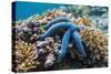 Blue Starfish (Linckia Laevigata) Malaysia-Georgette Douwma-Stretched Canvas