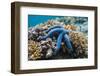 Blue Starfish (Linckia Laevigata) Malaysia-Georgette Douwma-Framed Photographic Print