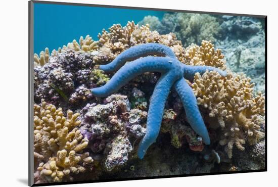 Blue Starfish (Linckia Laevigata) Malaysia-Georgette Douwma-Mounted Photographic Print