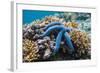 Blue Starfish (Linckia Laevigata) Malaysia-Georgette Douwma-Framed Photographic Print