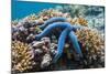 Blue Starfish (Linckia Laevigata) Malaysia-Georgette Douwma-Mounted Photographic Print