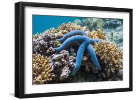 Blue Starfish (Linckia Laevigata) Malaysia-Georgette Douwma-Framed Photographic Print