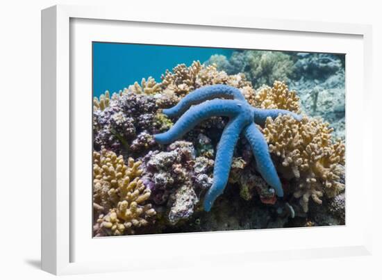 Blue Starfish (Linckia Laevigata) Malaysia-Georgette Douwma-Framed Photographic Print