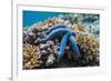 Blue Starfish (Linckia Laevigata) Malaysia-Georgette Douwma-Framed Photographic Print