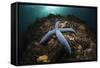 Blue Starfish on a Coral Reef (Linckia Laevigata), Alam Batu, Bali, Indonesia-Reinhard Dirscherl-Framed Stretched Canvas