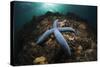 Blue Starfish on a Coral Reef (Linckia Laevigata), Alam Batu, Bali, Indonesia-Reinhard Dirscherl-Stretched Canvas