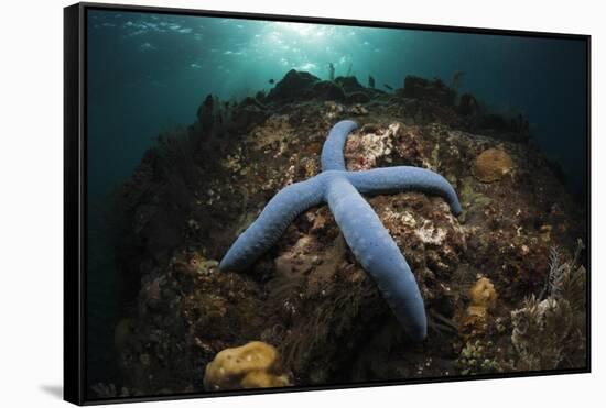 Blue Starfish on a Coral Reef (Linckia Laevigata), Alam Batu, Bali, Indonesia-Reinhard Dirscherl-Framed Stretched Canvas