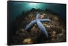 Blue Starfish on a Coral Reef (Linckia Laevigata), Alam Batu, Bali, Indonesia-Reinhard Dirscherl-Framed Stretched Canvas