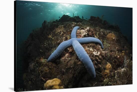 Blue Starfish on a Coral Reef (Linckia Laevigata), Alam Batu, Bali, Indonesia-Reinhard Dirscherl-Stretched Canvas