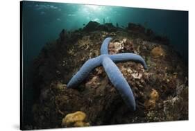 Blue Starfish on a Coral Reef (Linckia Laevigata), Alam Batu, Bali, Indonesia-Reinhard Dirscherl-Stretched Canvas