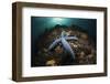 Blue Starfish on a Coral Reef (Linckia Laevigata), Alam Batu, Bali, Indonesia-Reinhard Dirscherl-Framed Premium Photographic Print