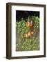 Blue Starfish on a Coral Reef (Linckia Laevigata), Alam Batu, Bali, Indonesia-Reinhard Dirscherl-Framed Photographic Print