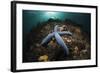 Blue Starfish on a Coral Reef (Linckia Laevigata), Alam Batu, Bali, Indonesia-Reinhard Dirscherl-Framed Photographic Print