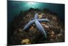 Blue Starfish on a Coral Reef (Linckia Laevigata), Alam Batu, Bali, Indonesia-Reinhard Dirscherl-Mounted Photographic Print