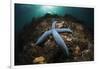 Blue Starfish on a Coral Reef (Linckia Laevigata), Alam Batu, Bali, Indonesia-Reinhard Dirscherl-Framed Photographic Print