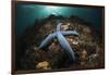 Blue Starfish on a Coral Reef (Linckia Laevigata), Alam Batu, Bali, Indonesia-Reinhard Dirscherl-Framed Photographic Print