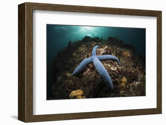 Blue Starfish on a Coral Reef (Linckia Laevigata), Alam Batu, Bali, Indonesia-Reinhard Dirscherl-Framed Photographic Print