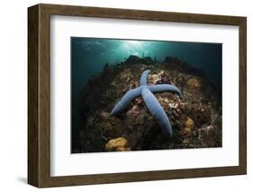 Blue Starfish on a Coral Reef (Linckia Laevigata), Alam Batu, Bali, Indonesia-Reinhard Dirscherl-Framed Photographic Print