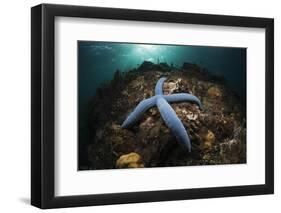 Blue Starfish on a Coral Reef (Linckia Laevigata), Alam Batu, Bali, Indonesia-Reinhard Dirscherl-Framed Photographic Print