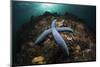 Blue Starfish on a Coral Reef (Linckia Laevigata), Alam Batu, Bali, Indonesia-Reinhard Dirscherl-Mounted Photographic Print