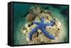 Blue Starfish Underwater-Rich Carey-Framed Stretched Canvas