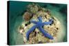 Blue Starfish Underwater-Rich Carey-Stretched Canvas