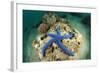 Blue Starfish Underwater-Rich Carey-Framed Photographic Print