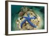 Blue Starfish Underwater-Rich Carey-Framed Photographic Print