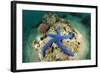 Blue Starfish Underwater-Rich Carey-Framed Photographic Print