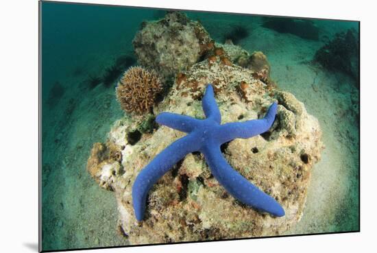 Blue Starfish Underwater-Rich Carey-Mounted Photographic Print