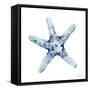 Blue Starfish-Patti Bishop-Framed Stretched Canvas
