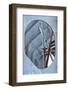 Blue Steel II-Dana Styber-Framed Photographic Print