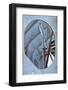 Blue Steel II-Dana Styber-Framed Photographic Print