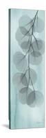 Blue Stone Eucalyptus-Albert Koetsier-Stretched Canvas