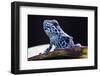 Blue Strawberry Poison Dart Frog, Dendrobates Pumilio Colubre from the Tropical Rain Forest of Pana-kikkerdirk-Framed Photographic Print