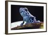 Blue Strawberry Poison Dart Frog, Dendrobates Pumilio Colubre from the Tropical Rain Forest of Pana-kikkerdirk-Framed Photographic Print