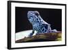 Blue Strawberry Poison Dart Frog, Dendrobates Pumilio Colubre from the Tropical Rain Forest of Pana-kikkerdirk-Framed Photographic Print